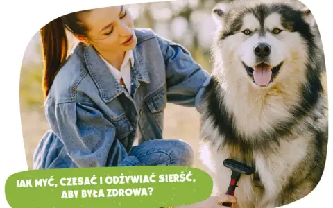 Nieprzyjemny zapach psa? Skuteczny plan działania krok po kroku