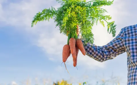 Un fermier tient un bouquet de carottes fraîchement récoltées, annonçant la belle saison carotte sous un ciel bleu.