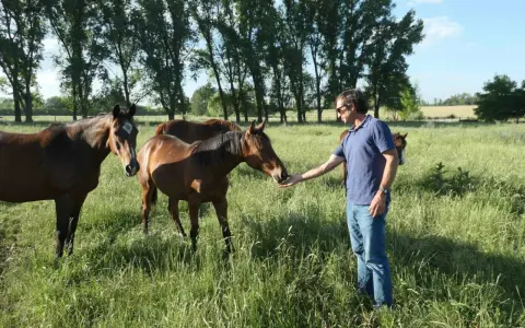 Un homme nourrit un cheval dans un pré verdoyant, entouré d'arbres. Un **palloubet d'Halong** se distingue par sa robe brune et sa tête curieuse.
