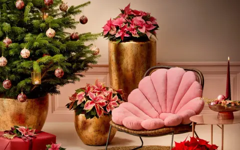 Un sapin décoré, des poinsettias roses et rouges, des cadeaux emballés, et un fauteuil rose créent une ambiance chaleureuse de rose de noël intérieur.