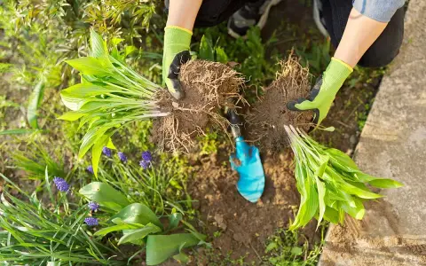 Hands in green gloves divide hosta plants, showing their root systems. This is a good time to divide hostas when they've outgrown their space.