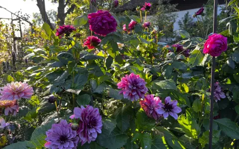 Prächtige Dahlien in Rosa- und Violetttönen blühen im Garten. Die Sonne beleuchtet die Blüten und das grüne Laub, ein schöner Anblick beim Dahlien pflanzen.