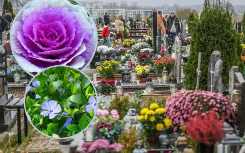 Kolorowe żywe kwiaty na cmentarz, ozdabiające groby. W zbliżeniu fioletowa kapusta ozdobna i niebieskie barwinki.