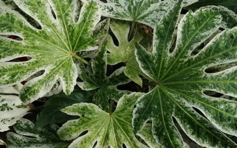 Duże, postrzępione liście fatsji japońskiej w domu, z zielono-białymi plamami, tworzą bujną, tropikalną atmosferę.