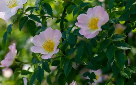 Fleurs délicates de rosés des prés, aux pétales roses pâles et au cœur jaune vif, se balançant doucement parmi le feuillage vert.