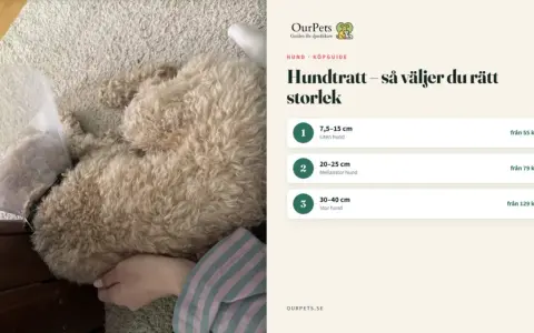 En hund med tratt vilar på en hundmatta. Bredvid syns en köpguide för hundtrattar.