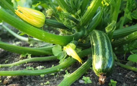 Zucchini pflanzen im Garten: Eine junge Zucchini wächst neben gelben Blüten und grünen Blättern.
