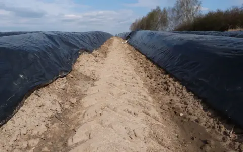 Jaki nawóz pod szparagi? Odkryj sekrety skutecznego nawożenia