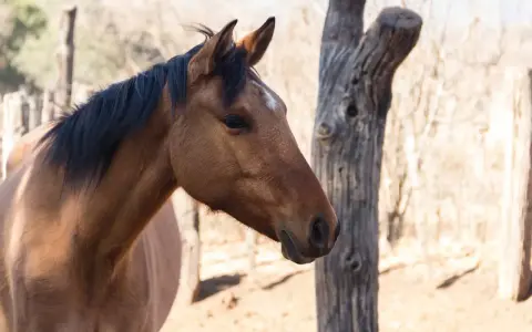 Profil d'un cheval brun, crinière noire, avec une étoile blanche sur le front. Le cheval semble en bonne santé, loin de toute gale.