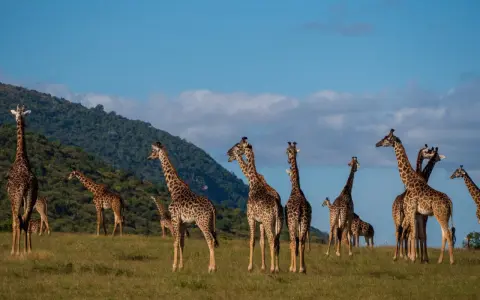 Stado żyraf pasących się na trawiastym wzgórzu w rezerwacie Masai Mara.