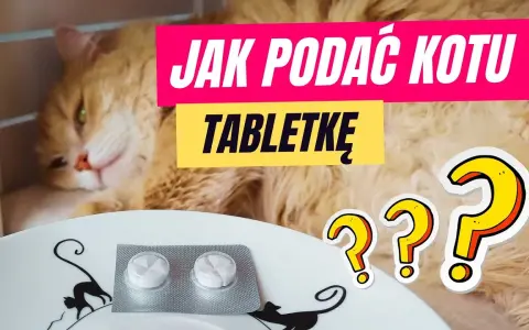 Jak podać kotu tabletkę na odrobaczanie bez stresu i problemów