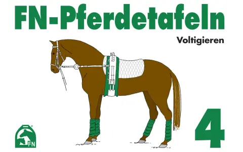Braunes Pferd mit Voltigiergurt und Bandagen, bereit für Voltigieren Figuren. FN-Pferdetafeln 4.