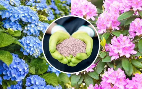 Różowe rododendrony i niebieskie hortensje. W centrum dłonie w rękawiczkach trzymają nawóz, klucz do tego, jak pielęgnować rododendron.