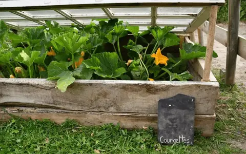 Une serre faite maison pour faire pousser des courgettes, avec un couvercle en verre et des murs en bois recyclé.