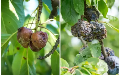 Zgnite owoce na drzewach pestkowych. Widoczne objawy brunatnej zgnilizny, wymagające oprysku.