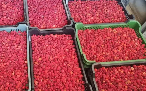 Ile kosztują maliny na skupie? Ceny, które zaskoczą każdego rolnika