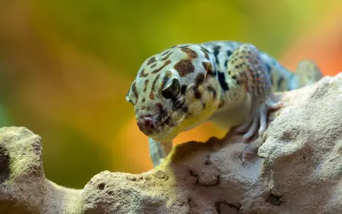 Gekon lamparci z cętkowanym wzorem na skórze siedzi na kamieniu.
