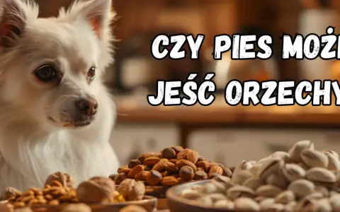 Czy pies może jeść orzechy laskowe? Ryzyka i bezpieczne praktyki