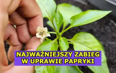 Kwitnienie papryki: Jak uniknąć opadania kwiatów? Poradnik.