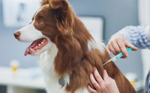 Un vétérinaire administre un vaccin à un chien. Le prix du vaccin contre la rage pour chien est une préoccupation pour de nombreux propriétaires.