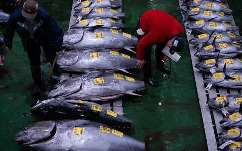 Mercato del pesce con uomini che esaminano enormi tonni, forse il tonno più grande mai pescato, pronti per la vendita.