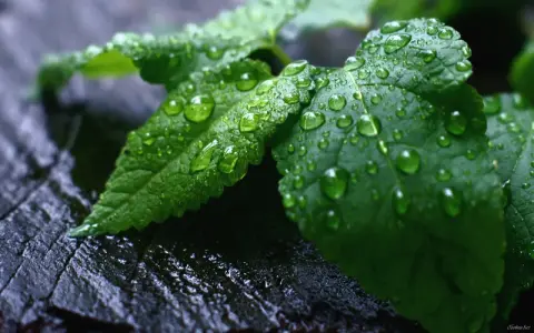 Gotas de agua cubren hojas verdes, un signo de exceso de agua en las plantas. La textura rugosa de la madera oscura contrasta con la frescura de la vegetación.