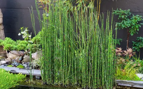 Plantes de prêle dans un jardin aquatique. Un traitement naturel pour un étang paisible.