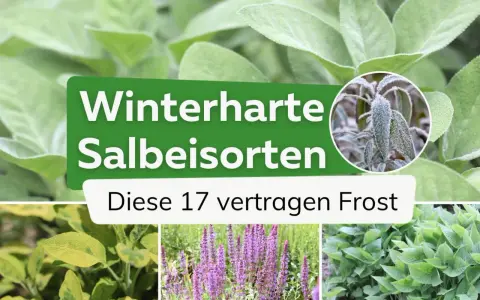 Winterharte Salbeisorten: Diese 17 Sorten trotzen Frost. Nahaufnahme von Salbeiblättern, einige mit Raureif bedeckt.