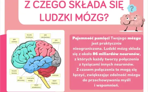 Schematyczny ludzki mózg z zaznaczonymi płatami: czołowym, ciemieniowym, potylicznym, skroniowym, móżdżkiem i pniem mózgu.