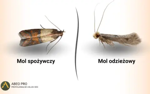 Dwa mole: spożywczy z brązowo-beżowymi skrzydłami i odzieżowy, szary. Pirs.
