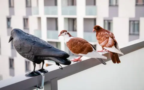 Gołębie na balustradzie, obok czarnego ptaka, którego nie lubią.