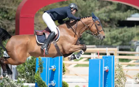 Lando, l'étalon brun, saute avec grâce un obstacle bleu, son cavalier concentré.