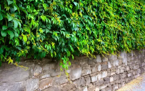 Lierre envahissant sur un mur de pierre. Pour savoir comment se débarrasser du lierre, il faut agir vite avant qu'il ne s'étende davantage.