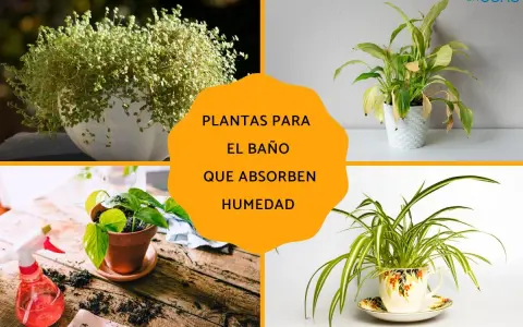 Plantas para el baño que absorben humedad: un helecho frondoso, una planta de interior en maceta blanca, una planta en maceta de terracota y una planta araña en una taza decorativa.