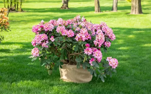 Ein blühender Rhododendron im Sack, bereit zum Rhododendron umpflanzen in den Garten.