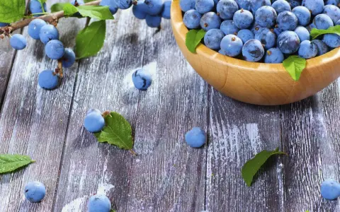 Frische Schlehen in einer Holzschale und auf rustikalem Holztisch, bereit für leckere Schlehen Rezepte.