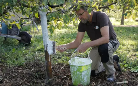 Un jardinier applique un badigeon blanc sur le tronc d'un arbre fruitier, un geste essentiel quand traiter les arbres fruitiers pour les protéger.