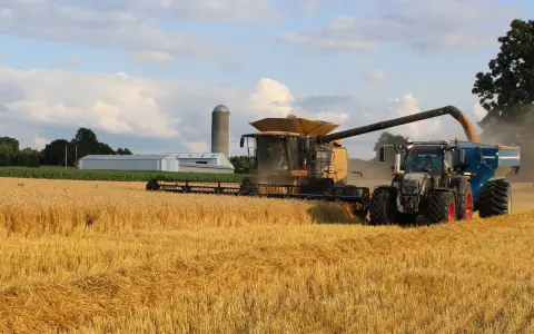 A combine harvests a golden wheat field, transferring grain to a tractor-pulled cart. This scene highlights harvest safety tips in action.