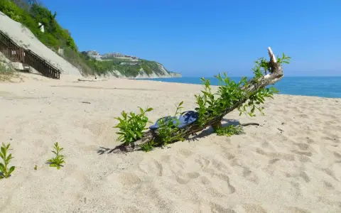 Plaża nad Morzem Czarnym, gdzie leży Bułgaria. Dryfujące drewno z zielonymi pędami na piasku, w oddali klif z zabudowaniami.