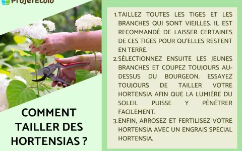 Comment tailler les hortensias : conseils pour élaguer les vieilles branches et sélectionner les jeunes pousses.