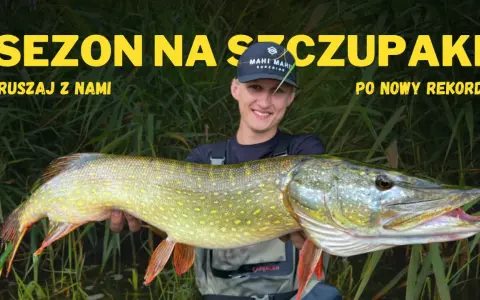 Szczęśliwy wędkarz trzyma ogromnego szczupaka, idealny okaz, kiedy żeruje szczupak. Sezon na szczupaki trwa!