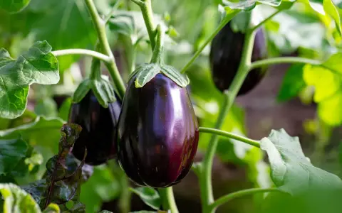 Aubergines brillantes sur la tige, entourées de feuilles vertes. Aucune maladie de l'aubergine visible sur cette photo.