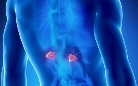Widok ludzkiego ciała z podświetlonymi nadnerczami, kluczowymi dla produkcji hormonów.