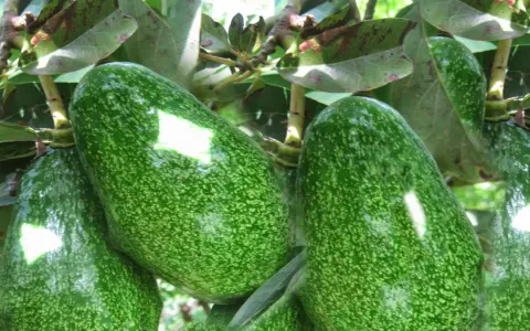 Gros avocats verts, mouchetés, mûrissent sur une branche. C'est là où pousse un avocat.