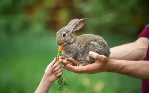 Un coniglietto tenero, tenuto tra le mani di un adulto, mangia una carota offerta da un bambino. Ecco cosa mangiano i conigli!