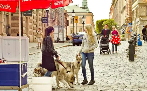 Två kvinnor med hundar på en kullerstensgata i Djurgården, Stockholm. En familj med barnvagn syns i bakgrunden.