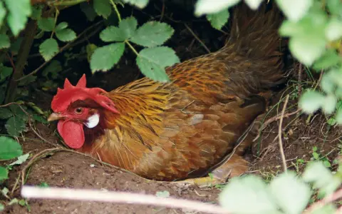 Gallina bruna con cresta rossa, nascosta tra la vegetazione, nel luogo dove fanno le uova le galline.