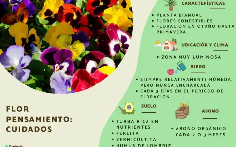 Un grupo de flores de pensamiento de colores vibrantes, con información sobre su cuidado y significado.