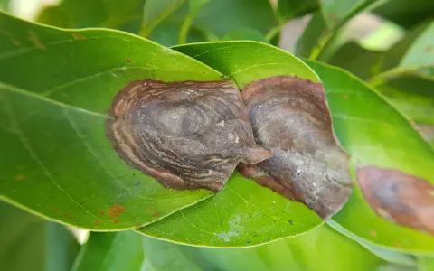 Hojas verdes con manchas marrones, indicativo de antracnosis. Se busca el mejor tratamiento para combatir la enfermedad.