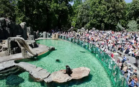 Foki w wodzie i na skale, tłumy widzów na widowni w zoo w Pradze.